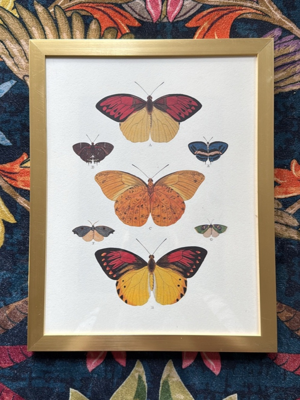 Botanical Butterfly Art Print in Gold Frame